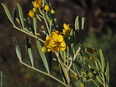 Senna artemisioides ssp. quadrifolia f Denzel Murfet Mount Illbillee